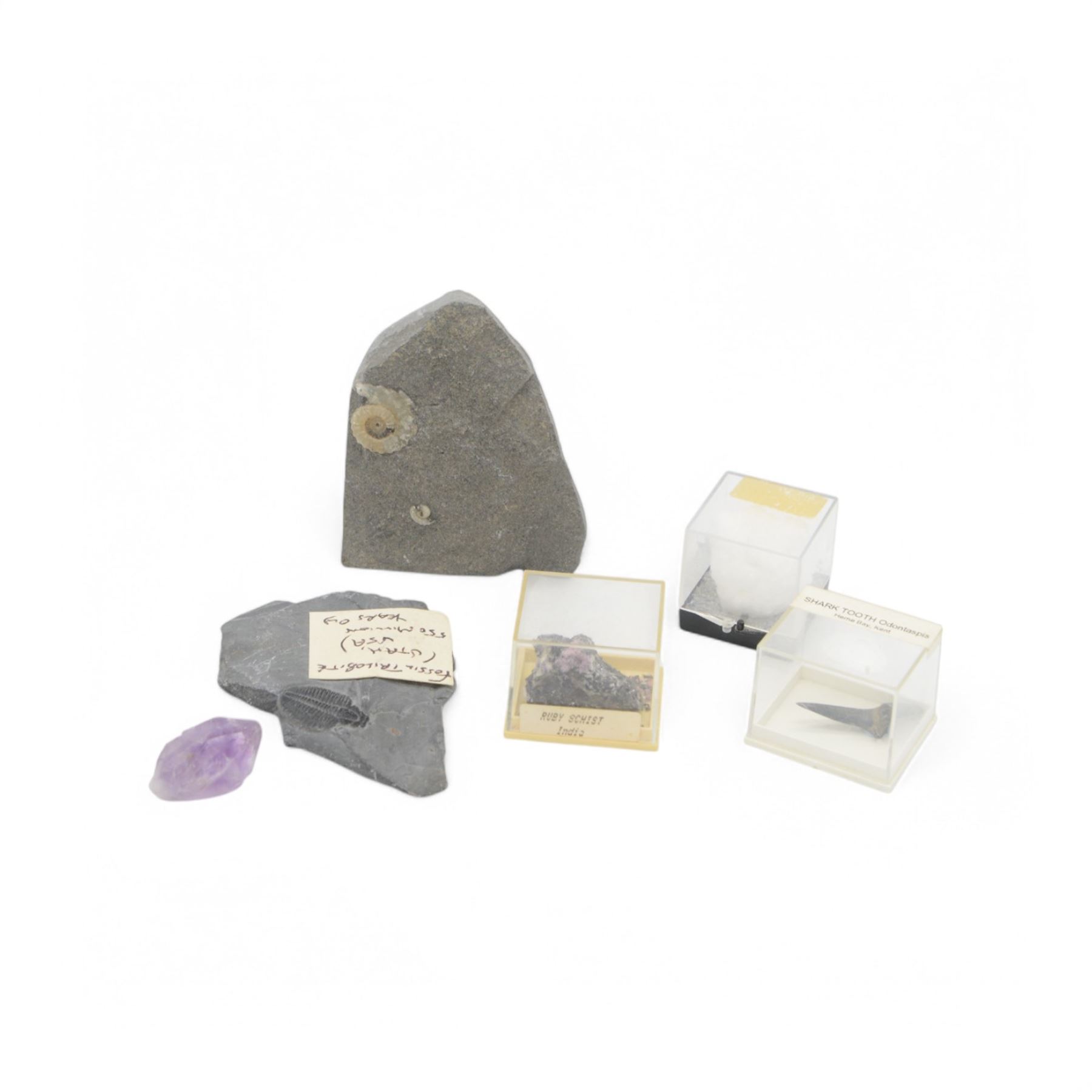 Collection of mineral and fossil specimens, including Trilobite in a matrix, shark tooth, ruby schist etc 