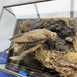 Taxidermy: 20th century cased Cuckoo (Cuculus canorus), looking over a birds nest containing faux eggs, set against a naturalistic backdrop detailed with roots, moss and grass, enclosed within a five pane display case upon frame mount, with taxidermist paper label verso detailed David Astley Taxidermist, H32cm L47cm D19cm 
