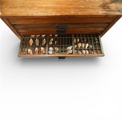 20th century oak printers cabinet, the rectangular top over a bank of twelve shallow drawers each fitted with a metal label handle, the drawers internally compartmentalised and containing an assortment of shells, raised on a shaped plinth base