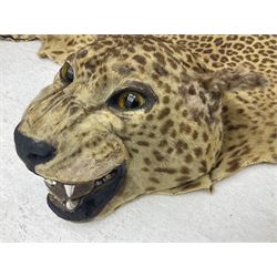 Taxidermy: Early 20th century Indian leopard (Panthera pardus fusca), adult skin rug with head mount, mouth agape, with limbs outstretched, nose to tail L156cm