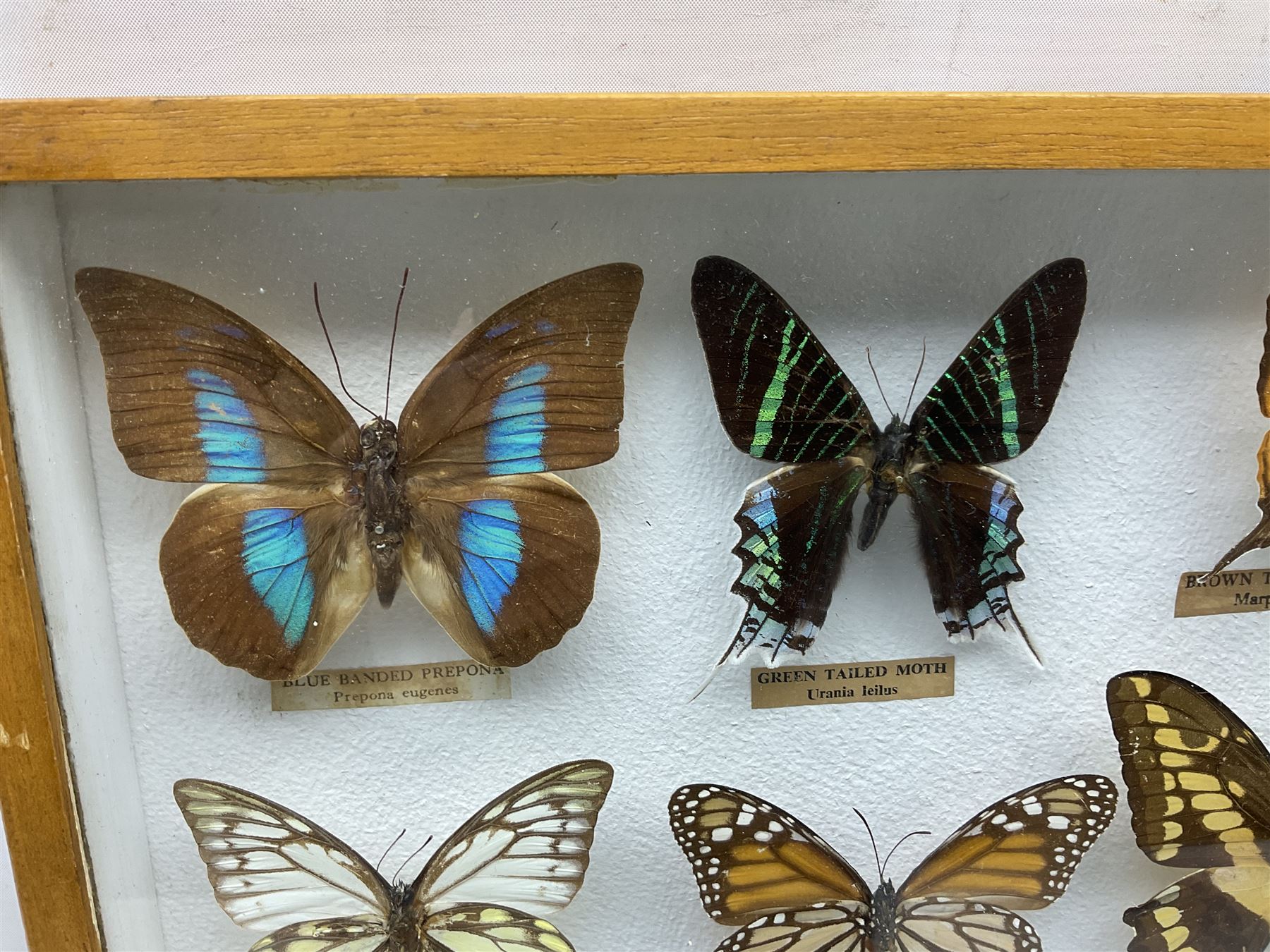 Entomology Glazed entomology collector's drawer display of various