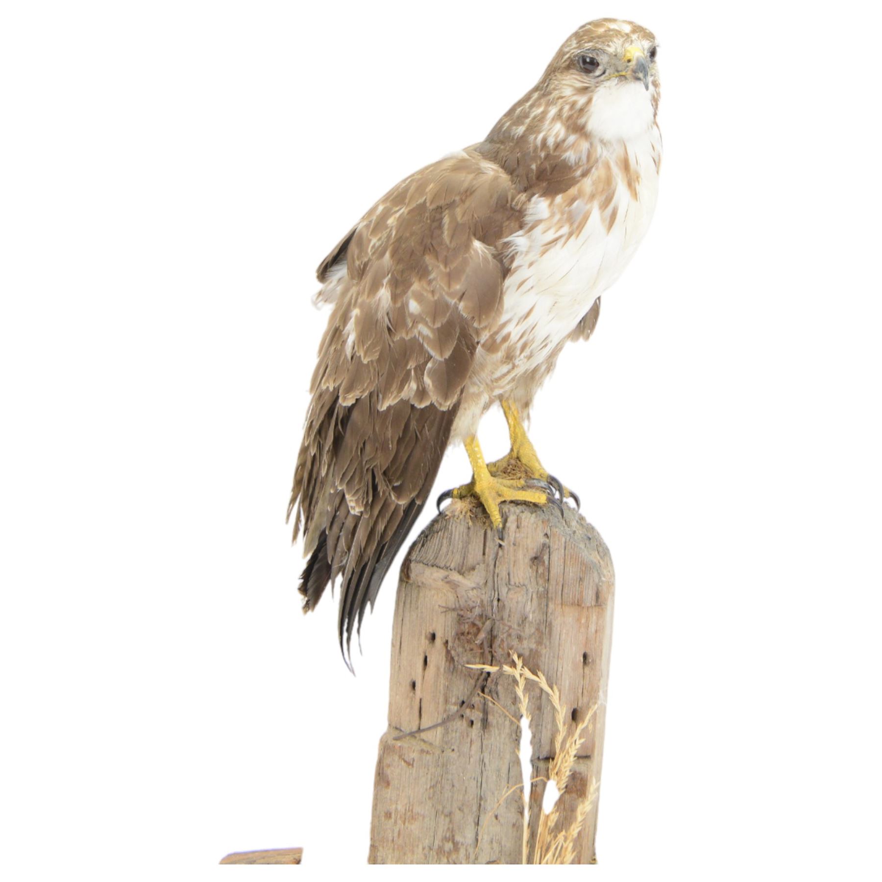 Taxidermy: European Honey Buzzard (Pernis apivorus), full adult mount adult perched atop a fence post, amidst a naturalistic setting on a wooden base, H65cm