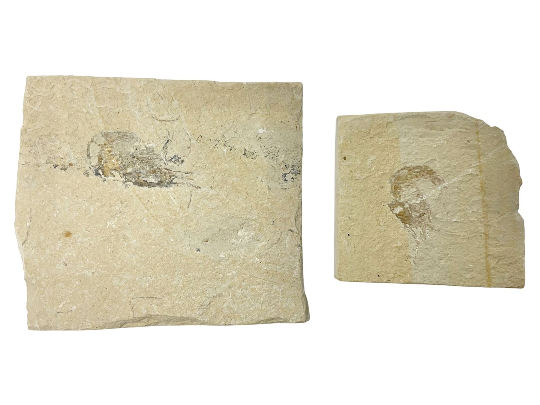 Two fossilised shrimp (Aeger tipularius) each in an individual matrix, age; Cretaceous period, location; Carpopenaeus callirostris Hjoula, Lebanon, largest matrix H9cm, L10cm