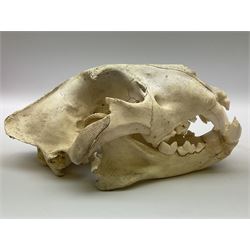 Taxidermy: Lion (Panthera leo), skull L34cm. 