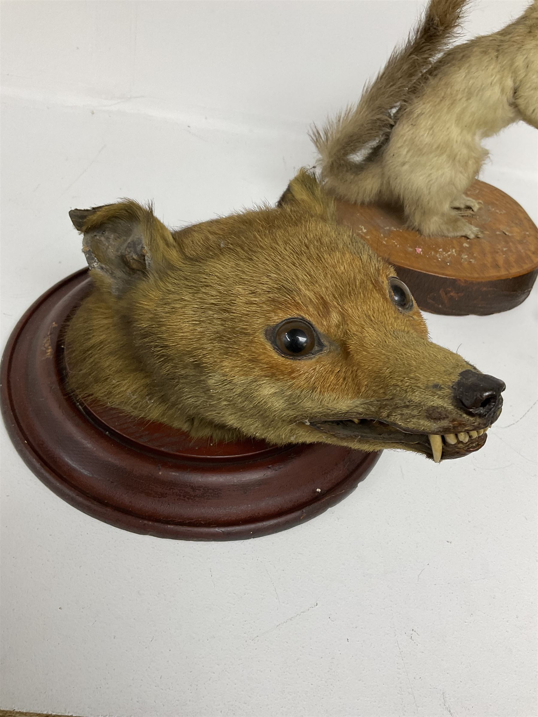 Taxidermy; Red fox mask (Vulpes vulpes), together with stoat (Mustela erminea) study and squirrel (Sciuridae), all on wood bases