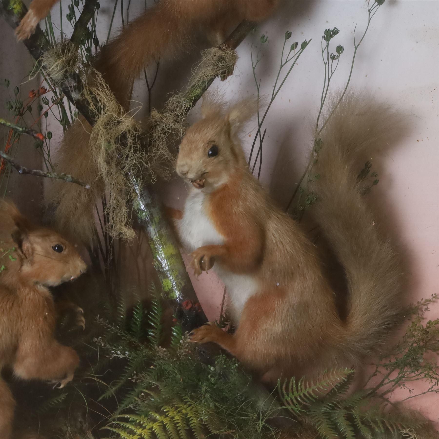 Taxidermy; Victorian diorama Red Squirrels (Sciurus vulgaris), four full adult mounts, two mounted on branches and two below, in a naturalistic setting with a blue faded backdrop within an ebonised glazed corner display case, with taxidermist label to the reverse A T Burt, Croydon, H62cm, W59cm