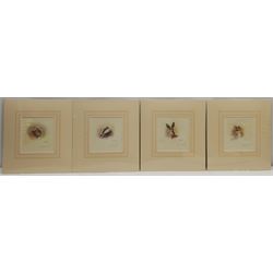 David Shepherd (British 1931-2017): 'Black Rhino', 'Haggis of Battersea', 'Dormouse' and 'Happy Hippo', four limited edition prints signed and numbered in pencil, max 16cm x 16cm (unframed); Mandy Shepherd (British 1960-): Wild Animals, set four limited edition prints signed and numbered in pencil 11cm x 12cm (mounted) (8)