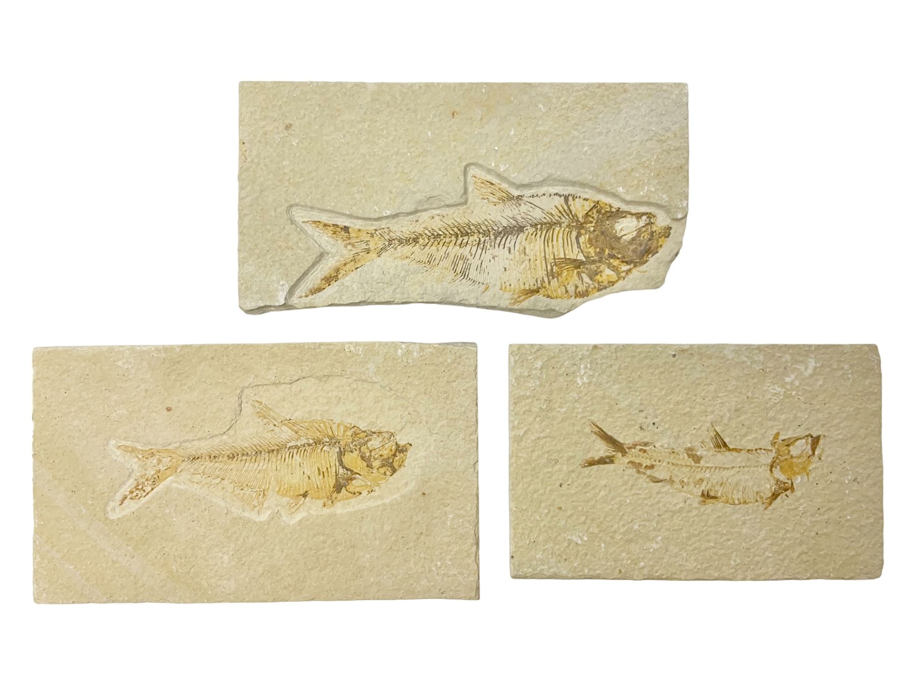 Three fossilised fish (Knightia alta) each in an individual matrix, age;  Eocene period, location; Green River Formation, Wyoming, USA, largest  matrix H9cm, L17cm - Fossils, Minerals & Natural Sciences