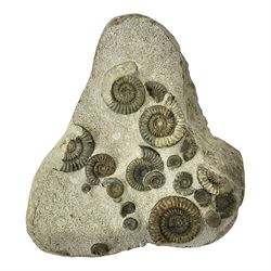 Ammonite multi-block fossil, comprising Arnioceras semicostatum, age; Jurassic period, location; Tunstall, Holderness coast, H30cm, L30cm 