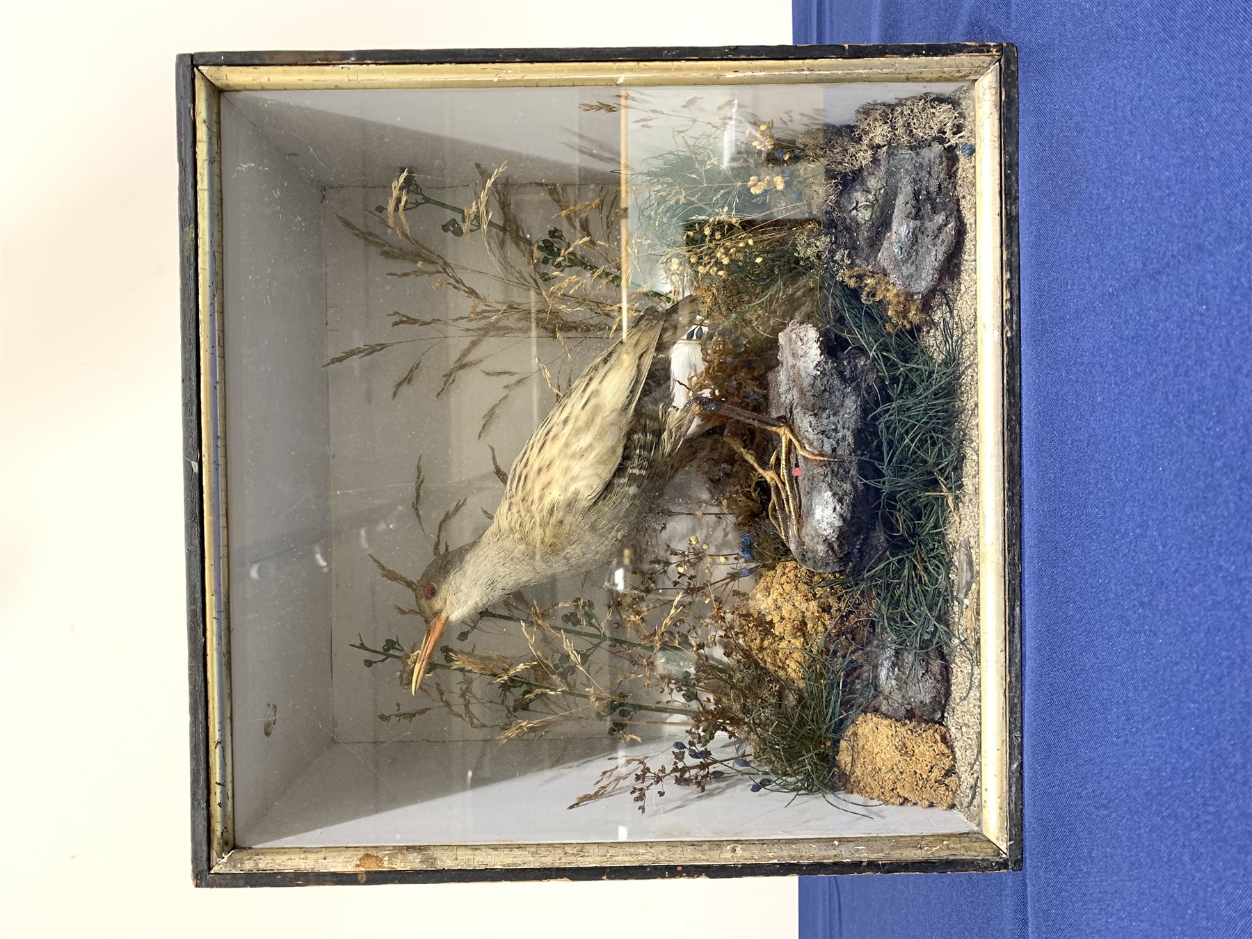 Taxidermy: Victorian cased Water Rail in naturalistic setting standing upon a rocky section and detailed with lichen, grasses and other fauna, encased within an ebonised single pane display case, H33cm L33cm D16cm 