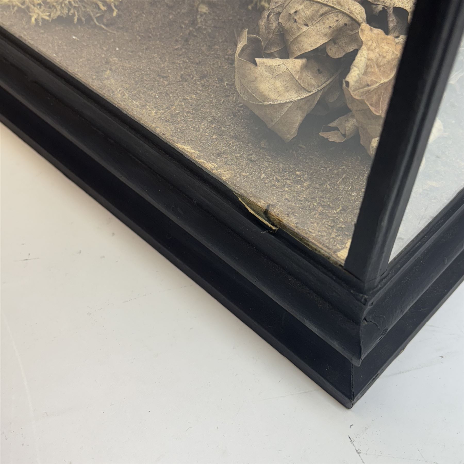Taxidermy: Cased pair of Ring-necked Pheasants (Phasianus colchicus), pair of full adults mount, mounted amidst naturalistic setting, against a graduated watercolour backdrop, enclosed within a ebonised four pane glass display case, bearing data plaque 'A Pair of Pheasants Shot By Barry Fehily at Uphall, Herts, on 21st December 1996' H82cm W62cm
