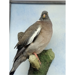 Taxidermy: 20th century cased common wood pigeon (Columba palumbus), full mount perched upon branch section, set against a painted sky backdrop, encased within a five pane display case with frame mount, with taxidermists paper label verso detailed David Astley Taxidermist, H63cm L45cm D18.5cm 