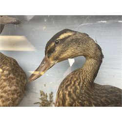 Taxidermy; Cased pair of Mallard hens (Anas platyrhynchos) pair of female adult mounts,  in a naturalistic setting against a painted backboard, encased within a single pane display case, H50cm, L89cm