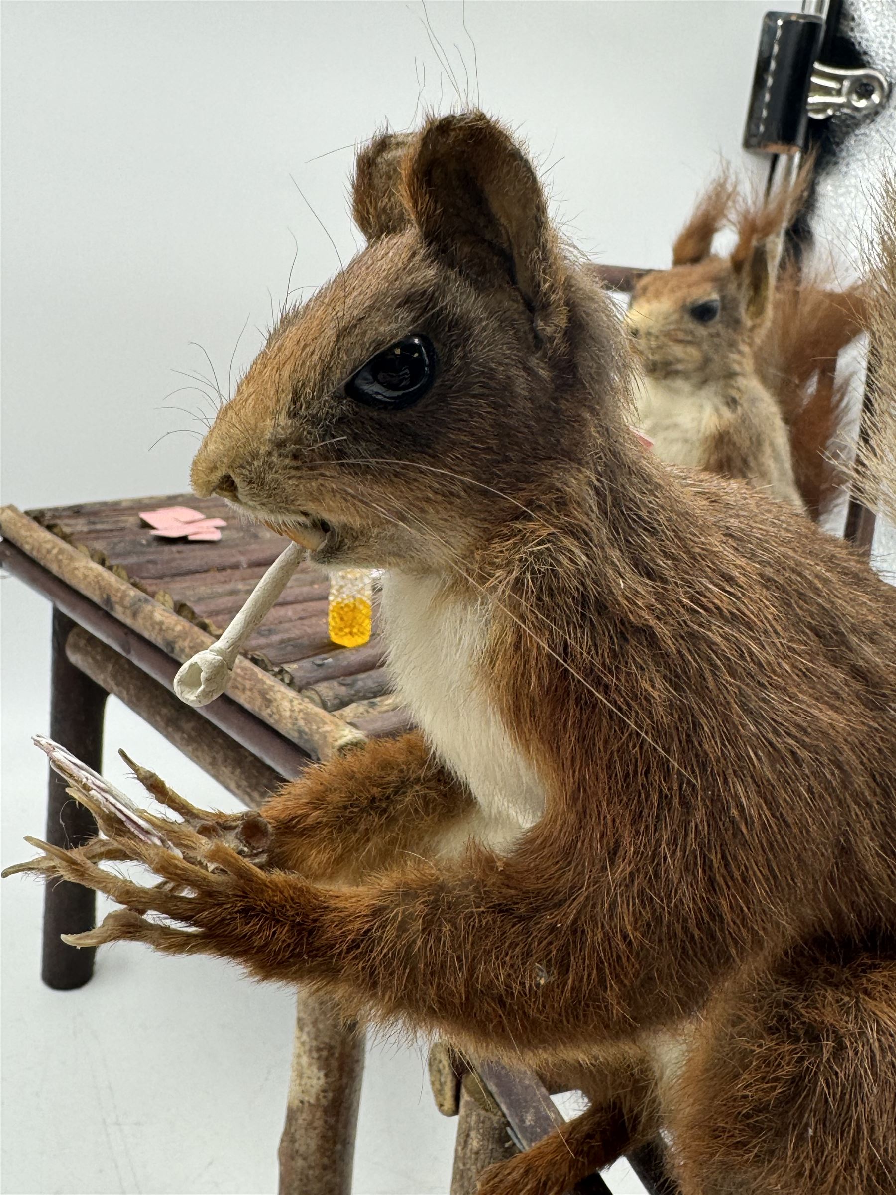 Anthropomorphic Taxidermy: Two red squirrels (Sciurus vulgaris), both seated upon a chair holding playing cards, one smoking a pipe 
