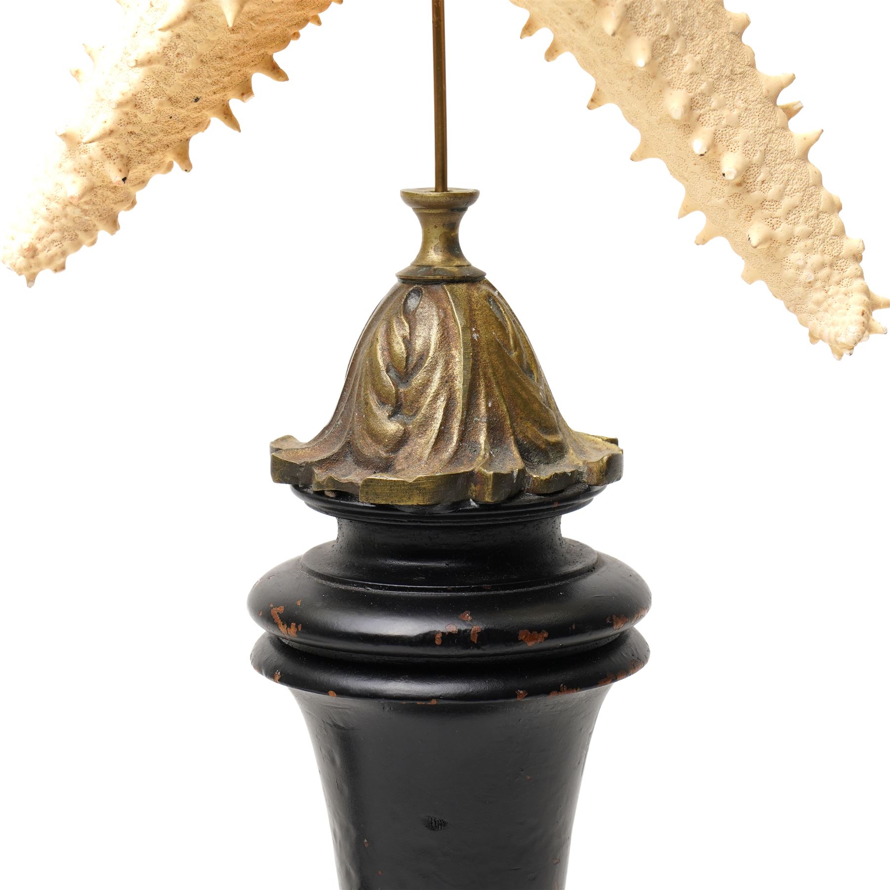 Natural History - Two Victorian preserved starfish on open display, first example five pointed Asteridea starfish, second example five point Halityle starfish, each upon turned ebonized wooden stand, largest H59cm 