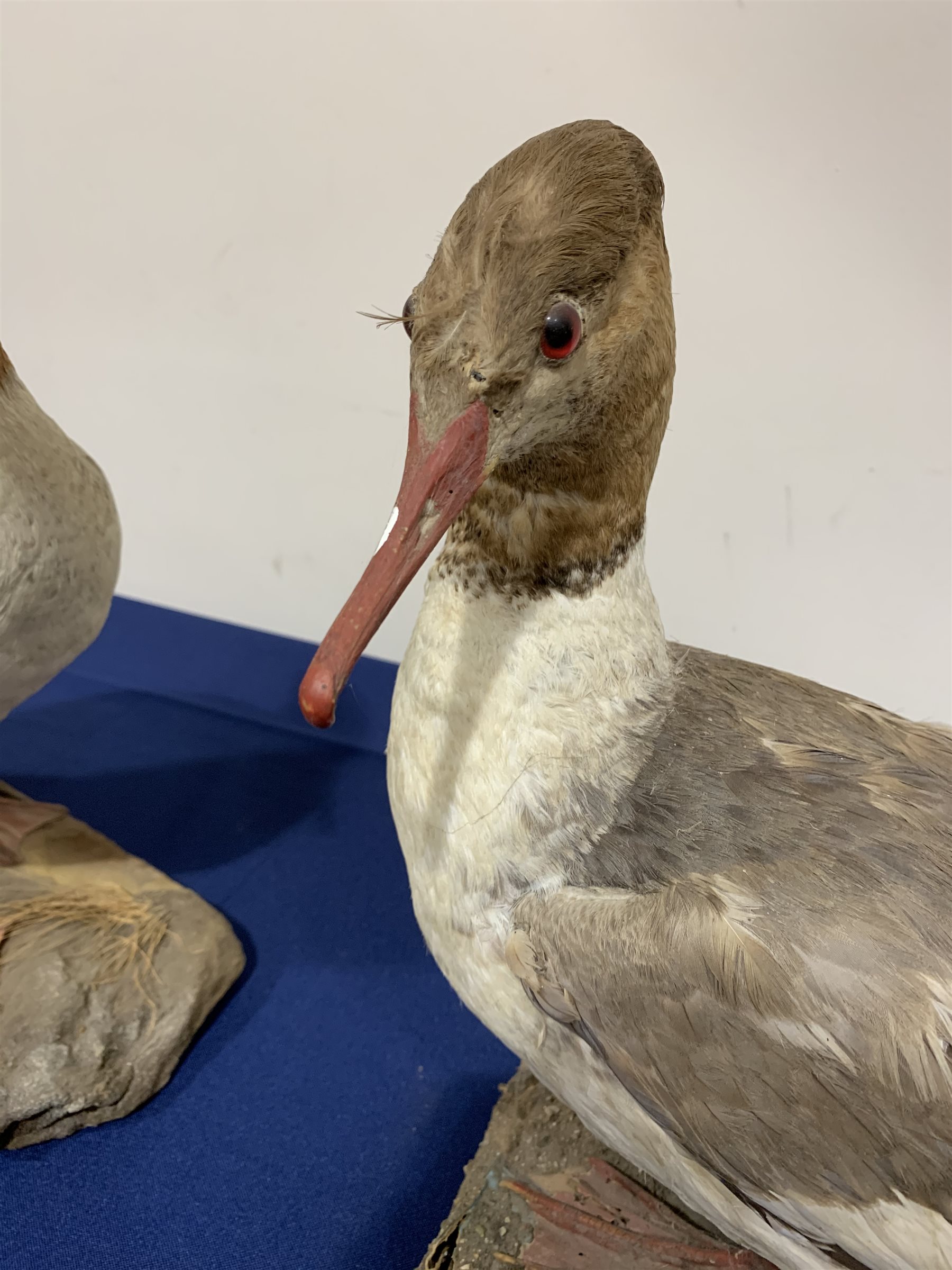 Taxidermy: Pair of Common Mergansers (Mergus merganser), full mounts, each upon naturalistic base, one example detailed with grasses, largest approximately H34cm, together with Coot and Duck, full mounts, duck upon rectangular wooden plinth, coot upon circular plinth detailed with moss and lichen. All on open display.