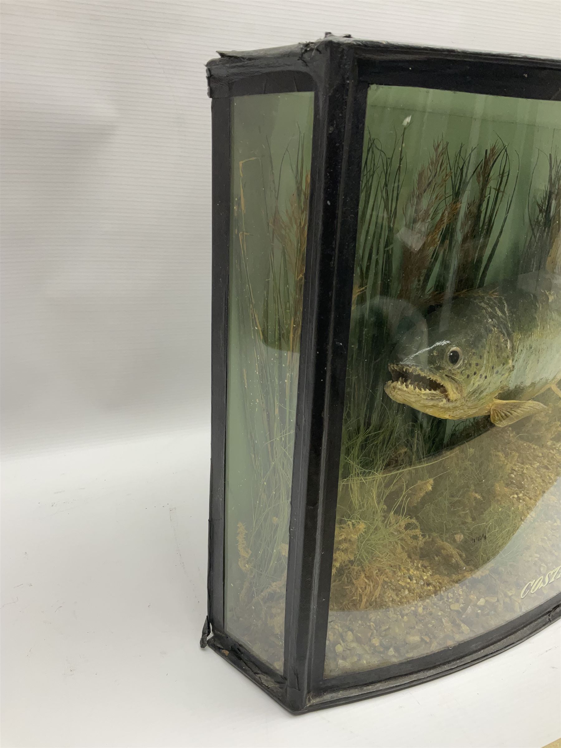 Taxidermy: Brown trout (Salmo trutta), skin mount set above a pebbled river bed with reeds and ferns, against blue painted back drop, enclosed within an ebonised bow-front display case, with 'Costa Beck May 27th 1911, Weight 2 1/2lbs', inscribed to the glass, H34cm, L58cm 