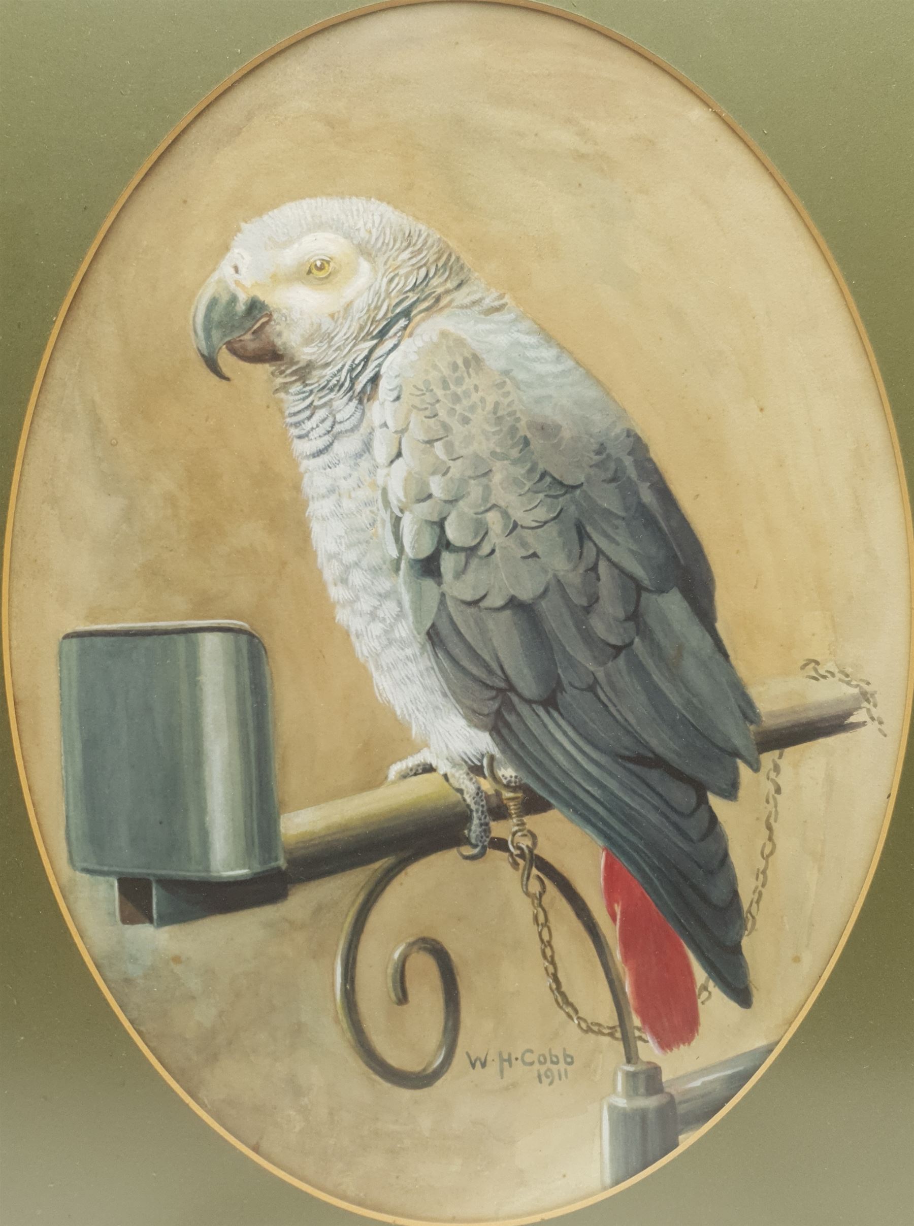 Walter Herbert Cobb (British 1890-1955): African Grey Parrot, watercolour signed and dated 1911, 28cm x 38cm
