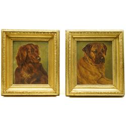 A W Keith (19th/20th Century): Mastiff and Red Setter Dog Portraits, pair oils on canvas signed and indistinctly dated, in matching gilt frames 28cm x 23cm  (2)