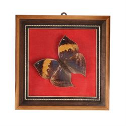 Entomology; Four framed butterfly displays including swallowtail, Blue Charaxes, Indian Oakleaf etc 