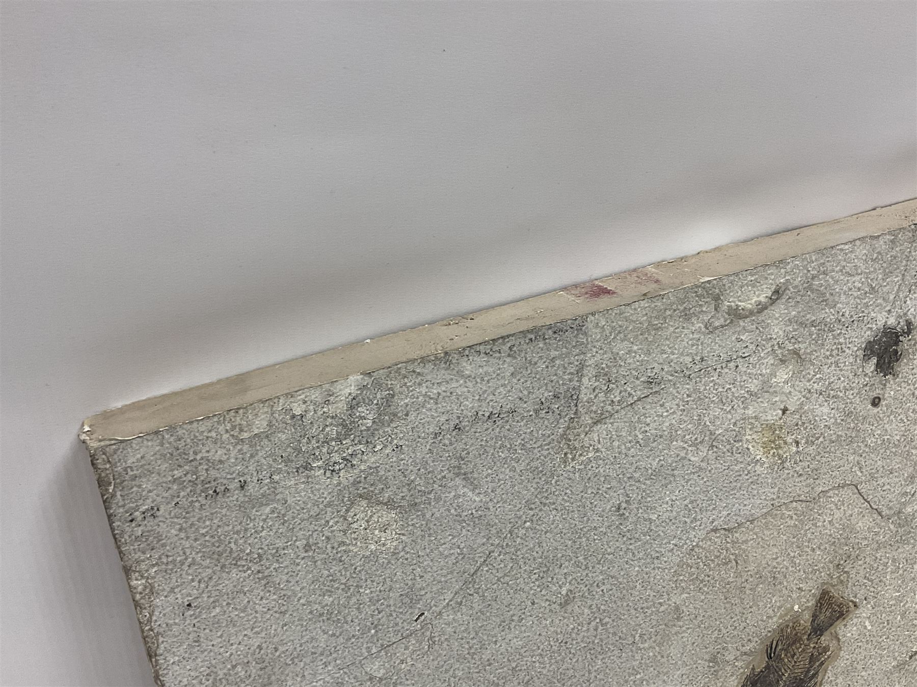 Fossilised fish group in a single matrix; freshwater fish presentation from the prehistoric system of three lakes known as the Green River Formation, featuring Priscacara, Phareodus testis, Diplomystus dentatus
 H59cm, L97cm