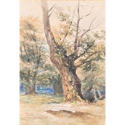William Bennett (British 1811-1871): The Old Tree, watercolour signed 40cm x 29cm