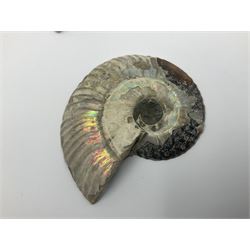 Two pairs of sliced ammonite fossils with polished finish, age: Cretaceous period, location: Madagascar, largest D7cm