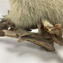 Taxidermy: Alpine Marmot (Marmota marmota), full adult mount stood upon a wooden base, H29cm 