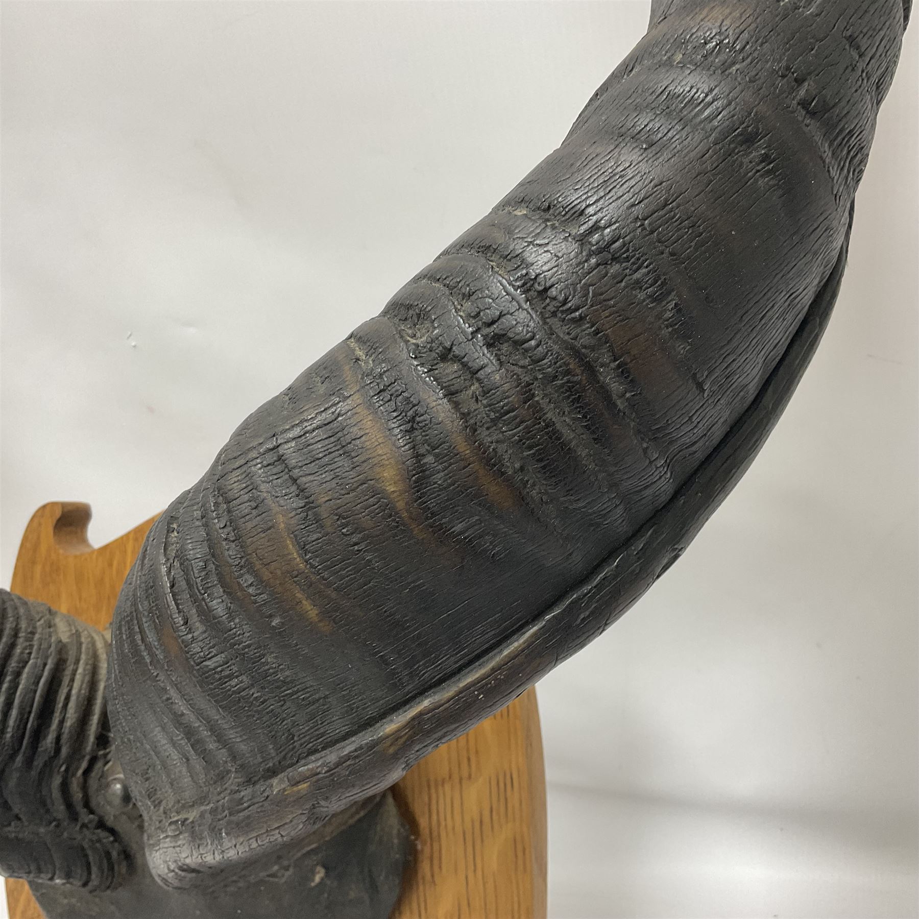 Antlers/Horns: Greater Kudu (Tragelaphus Strepsiceros), Pair of Kudu curved horns on partial skull, mounted on an oak shield, H120cm