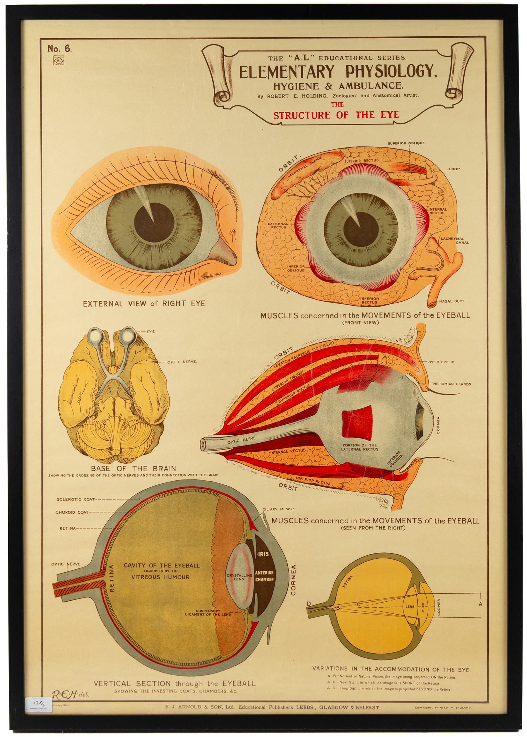 Complete set of eight 'AL Educational Series Elementary Physiology Hygiene and Ambulance' medical posters by Robert R Holding (Zoological and Anatomical artist), published by E J Arnold & Son Ltd of Leeds, Glasgow and Belfast, all framed