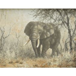 MA Ghani (20th Century): 'Old Boy Coming out of the Shade' (Elephant), oil on canvas signe...