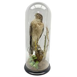 Taxidermy; Victorian European Sparrowhawk (Accipiter nisus), a full mount adult with pray,  perched upon a tree stump amidst a naturalistic setting, encased within a glass dome with an ebonised base, H55cm