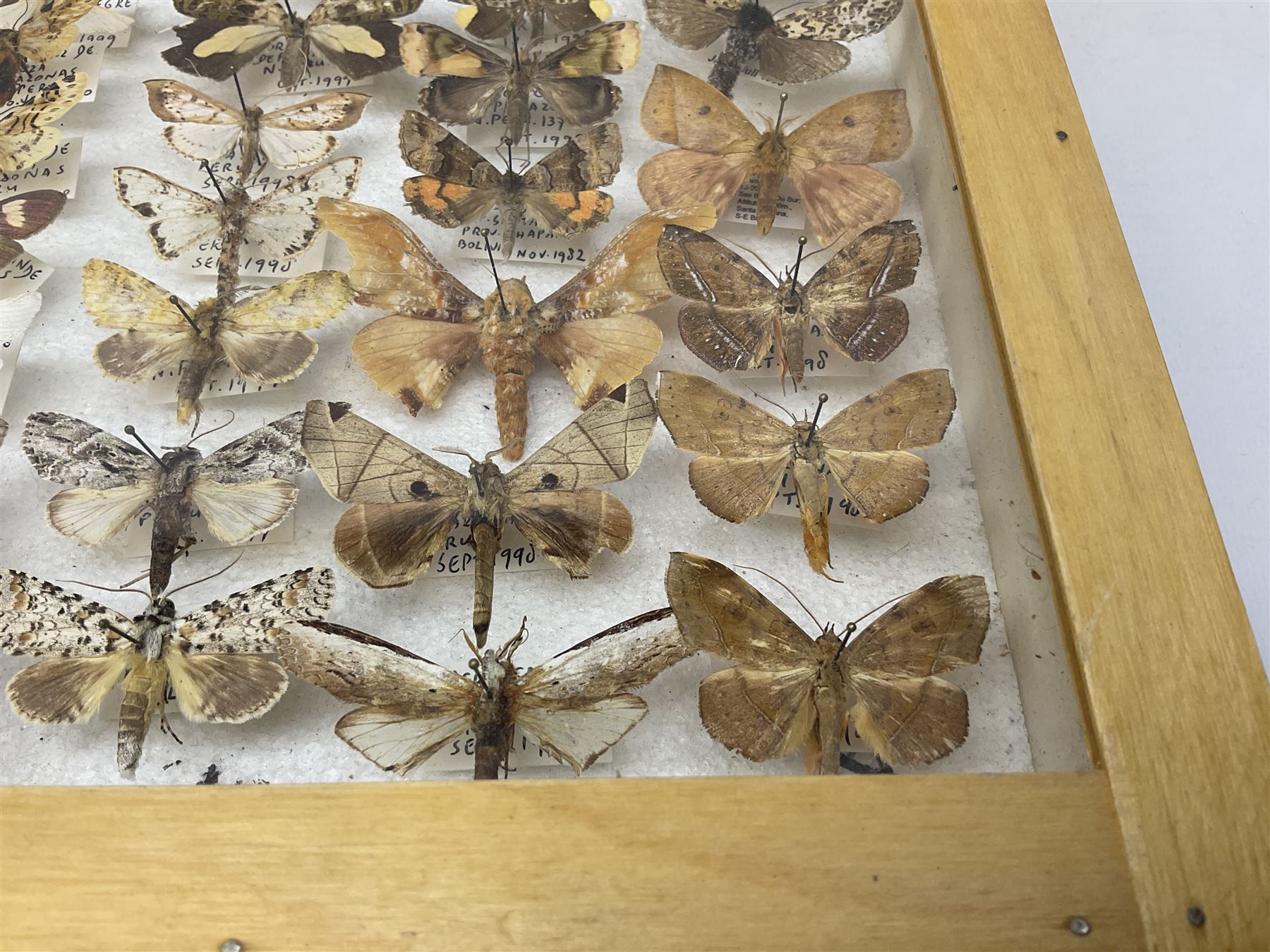 Entomology: Glazed entomology collector's drawer display of African and Asian butterflies and moths, a colourful display of one hundred and twenty six assorted specimens, collected from various regions of Africa and Asia, each with attached data labels, H50cm, W40cm