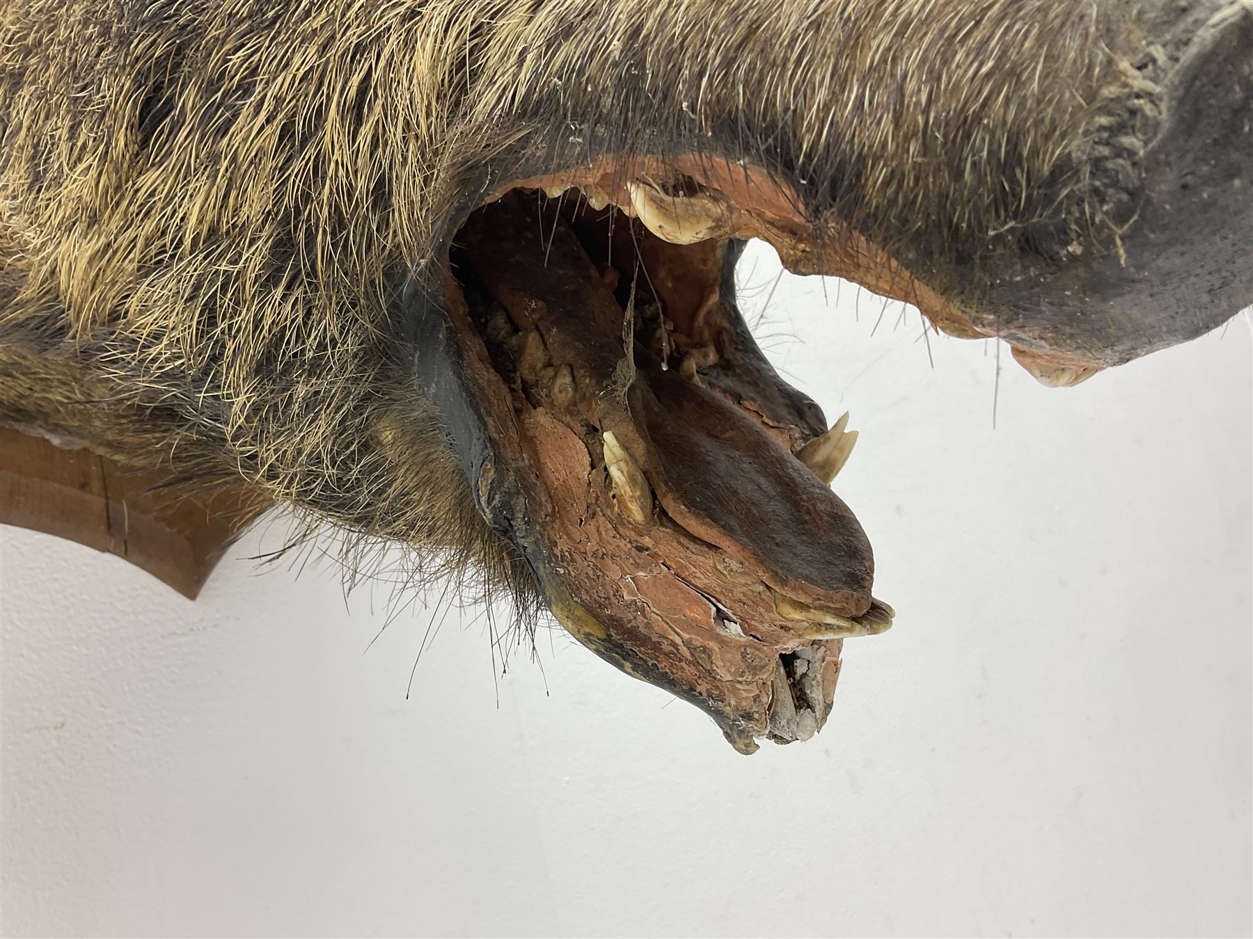 Taxidermy; European Wild Boar (Sus scrofa), adult shoulder mount looking straight ahead, with mouth agape, mounted upon a wooden shield, H70cm