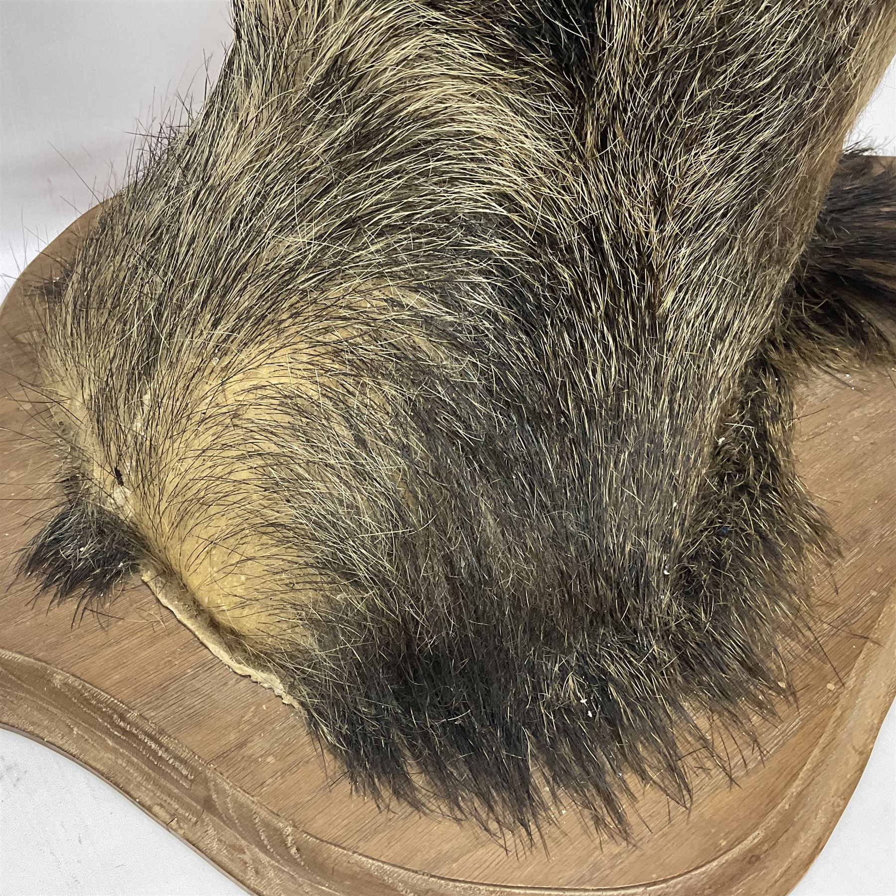 Taxidermy: European Wild Boar (Sus scrofa), adult male shoulder mount looking straight ahead mouth agape, mounted upon a wooden shield, D52cm