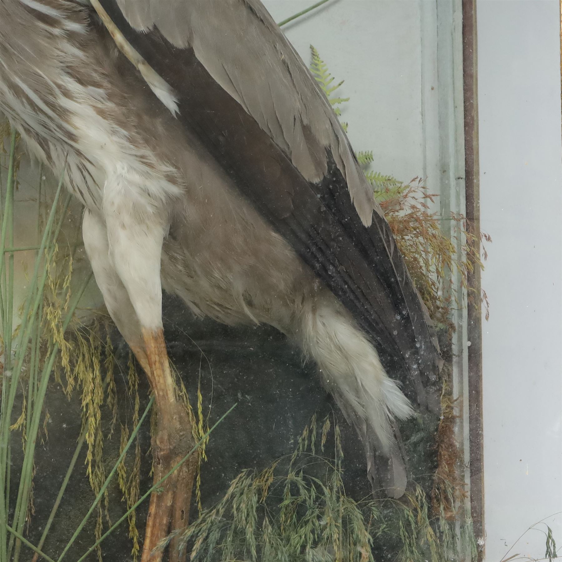 Taxidermy: Grey heron (Ardea cinerea), full adult mount, within a naturalistic setting of reeds and grasses, against blue painted backdrop, enclosed within a glass display case, H83cm