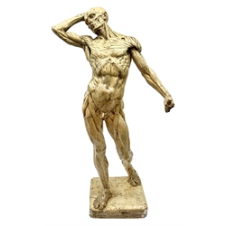 After Edouard Lanteri (1848-1917), a plaster cast anatomical male figure, signed to base E Lanteri 1901, H85.5cm