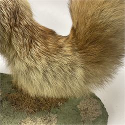 Taxidermy: European Red Fox (Vulpes vulpes), full mount adult on open display with standing alert with ears forward front paw raised, upon a naturalist base, H62cm, L78cm