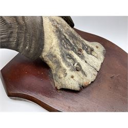 Taxidermy; Ring-necked Pheasant (Phasianus colchicus), adult female mount on open display, together with Pair of Hartebeest (Alcelaphus buselaphus) horns with upper skull, mounter upon a wooden shield, pheasant H40cm 