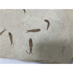 Fossilised fish group in a single matrix; shoal of fossilised fish (Knightia alta), age; Eocene period, location; Green River Formation, Wyoming, USA, matrix L71cm, H46cm