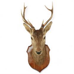 Taxidermy: Red Deer (Cervus elaphus), adult male stag looking straight ahead, eight point ...