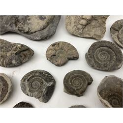 Collection of Cephalopods, mainly ammonites and molluscs, of various sizes, largest H15cm, L21cm