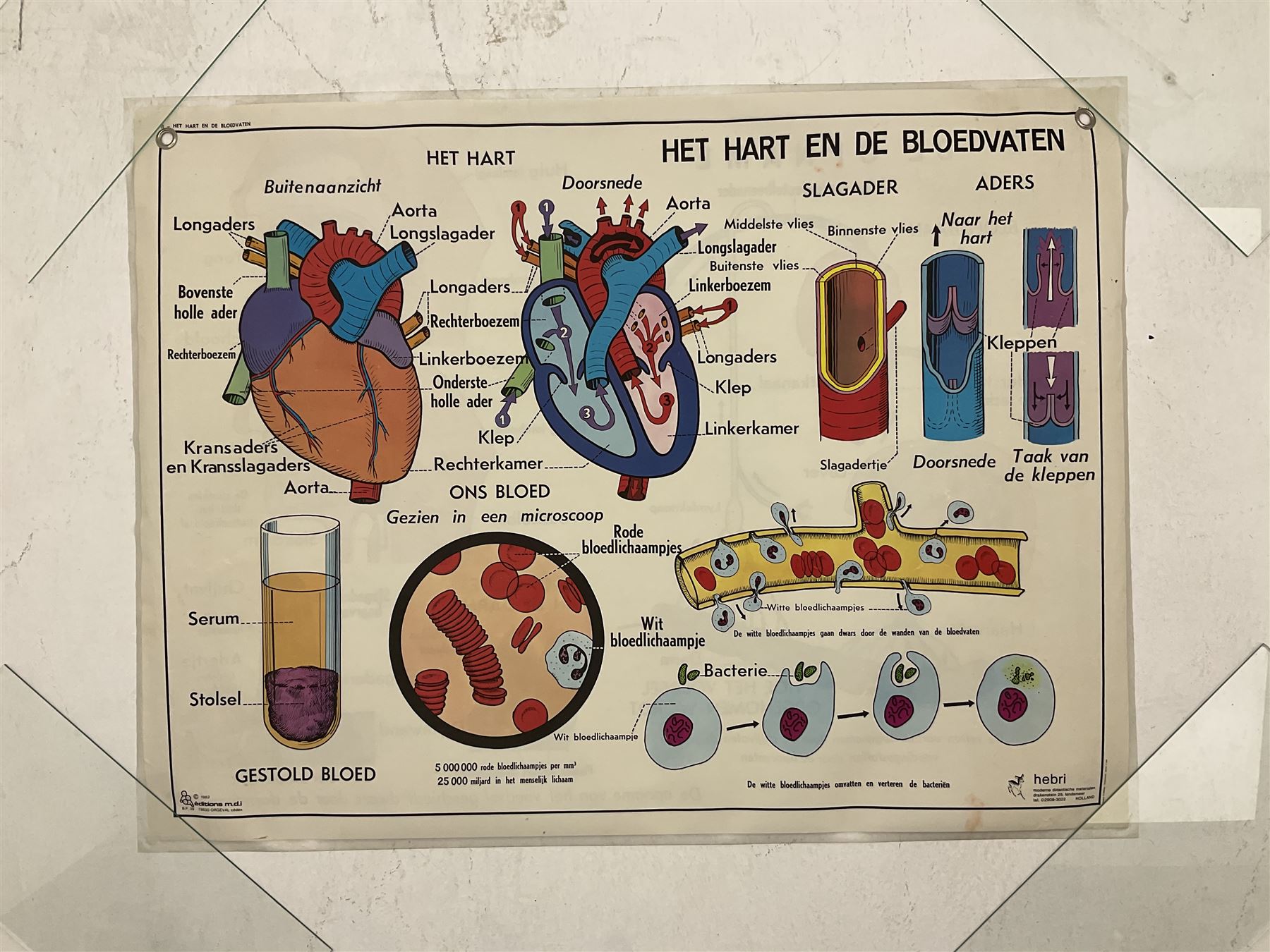 Five early 1980s Dutch medical posters, double sided decorated with colourful label anatomical diagrams, marked Hebri, Holland, W70cm H92cm