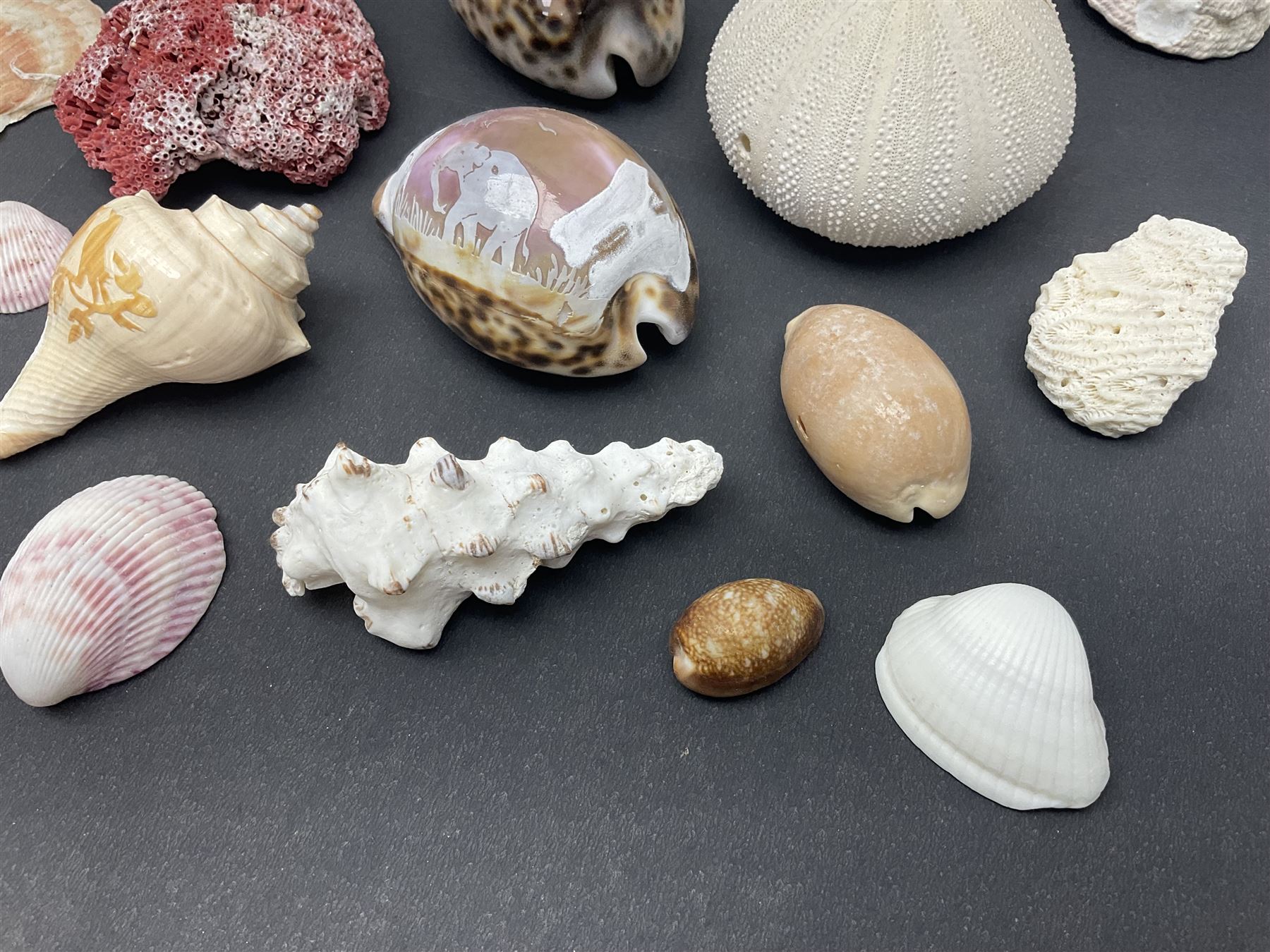 Conchology: collection of dried coral specimens together with a large collection of shells including cowrie shell, etc 