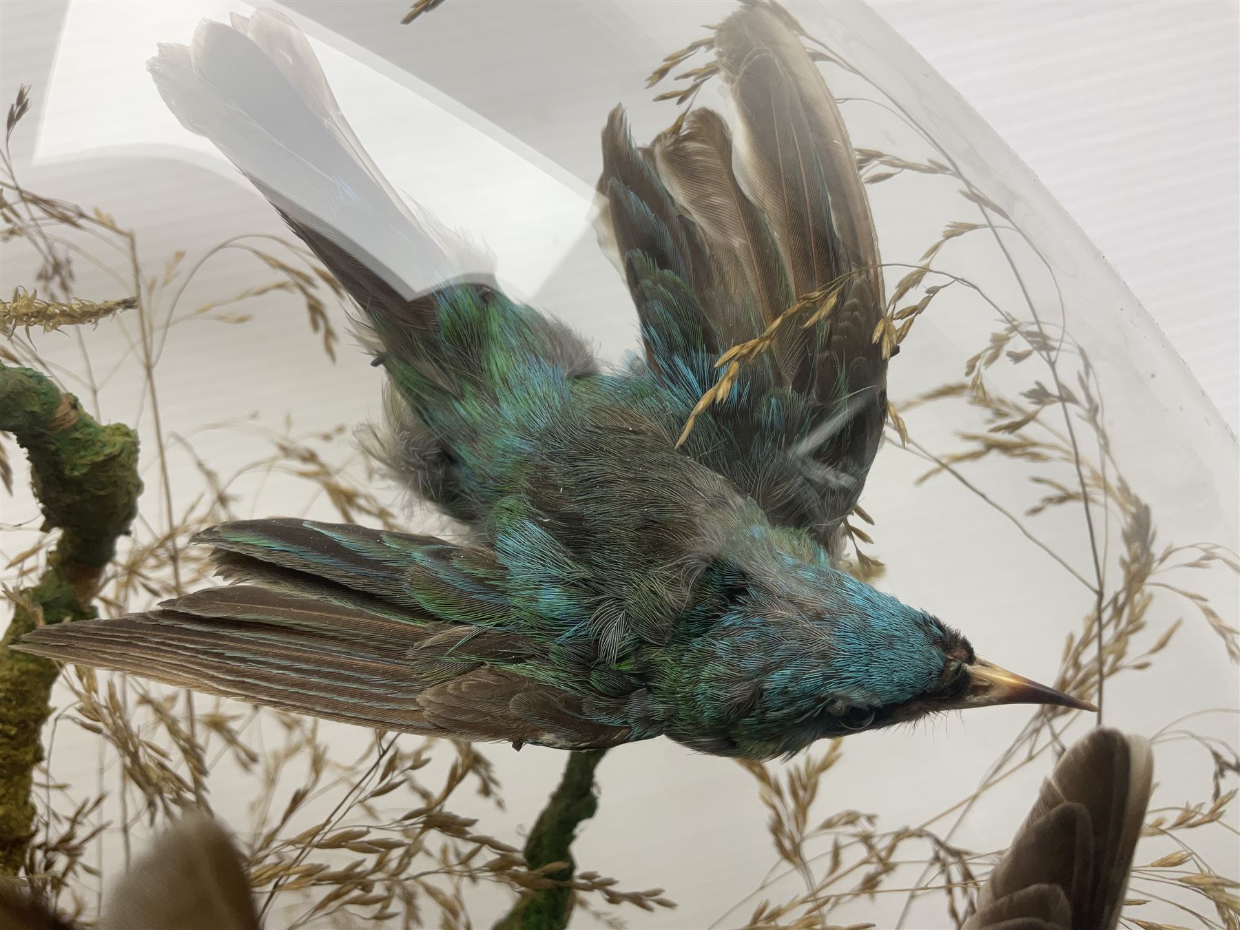 Taxidermy; large Victorian domed taxidermy diorama study of birds, with seventeen specimens including Ring Necked Parakeet, Blue Winged Warbler and Blackbird, the glass dome upon an ebonised wooden base, H77cm, W44cm