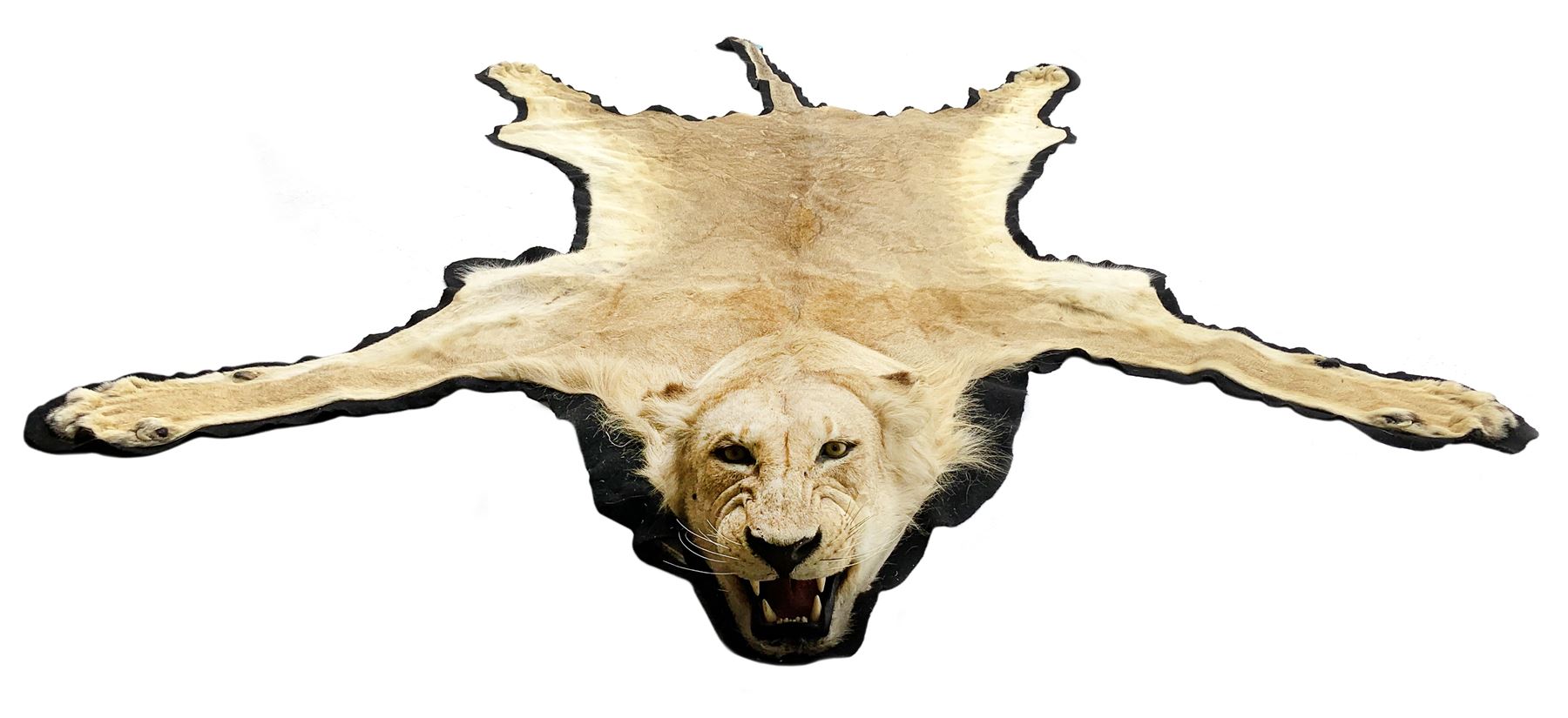 Taxidermy: African Lioness (Panthera Leo), full lioness skin and head mount, with black felt backing, L279cm