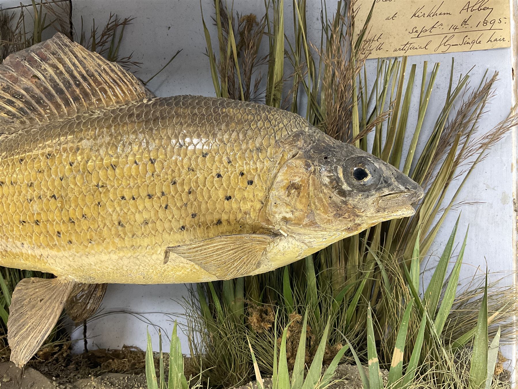 Taxidermy: Grayling (Thymallus thymallus), preserved by John Cooper & Sons, 28 Radnor Street, St Luke's, London, skin mount set above a pebbled river bed with reeds and grasses, set against blue painted back drop, with inscription 'Grayling caught by Rev R.S. Ricketts at Kirkham Bridge Sept 14th 1895, artificial fly - single hair' L57cm H29cm 