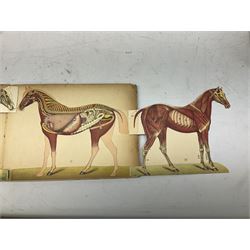 A. Schwarz, The Horse; Its External and Internal Organisation, An Illustrated Representation and Brief Description, Revised and Edited by George Fleming, London, George Philip & Son, with fold out anatomical plates
