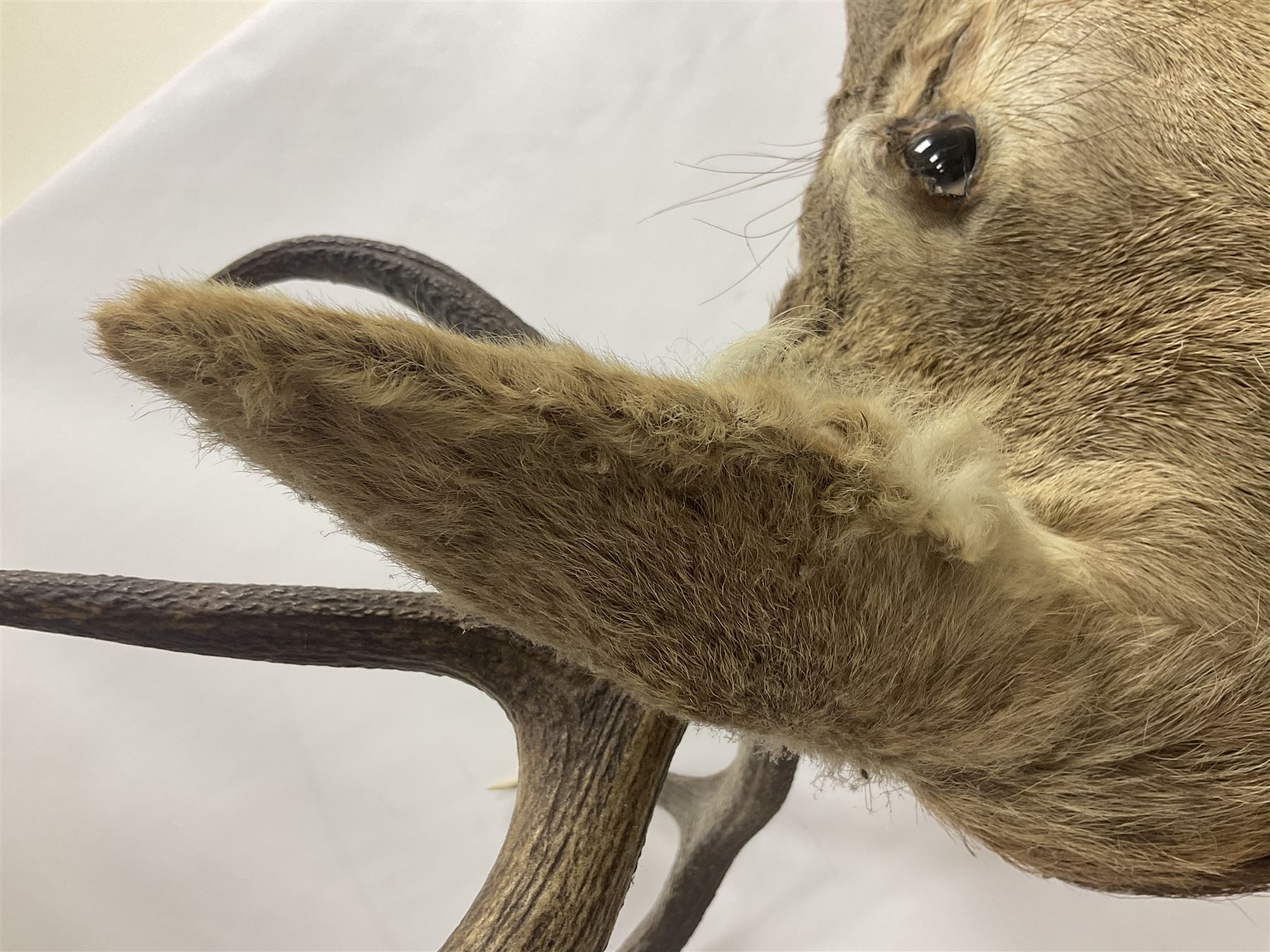 Taxidermy: Red Deer (Cervus elaphus), adult male imperial stag shoulder mount looking straight ahead, ten point antlers, mounted upon a shaped wooden shield, D65cm