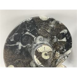 Pair of dishes in the form of ammonites with a raised Goniatite to the centre and Orthoceras and Goniatite inclusions, age: Devonian period, location: Morocco, D11cm
